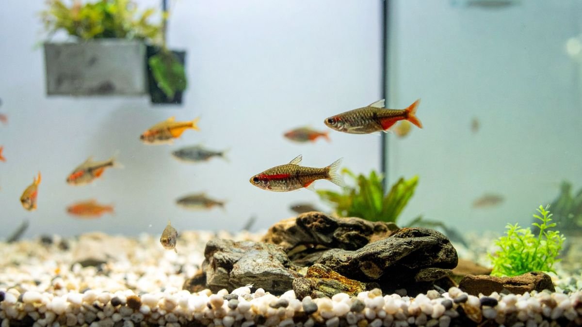 Melhores Peixes para Aquários Pequenos