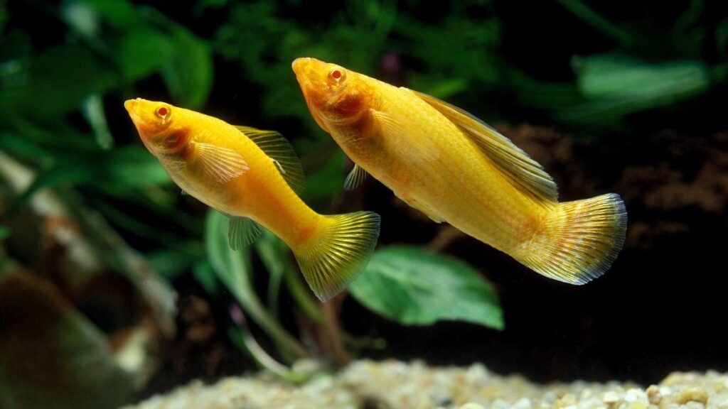 Como cuidar de peixes molinésia no aquário