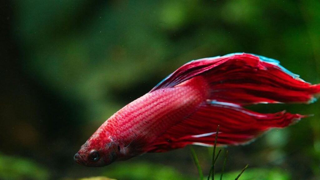 Peixe Betta