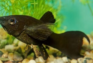 Peixe Molinésia Negra Molly Black