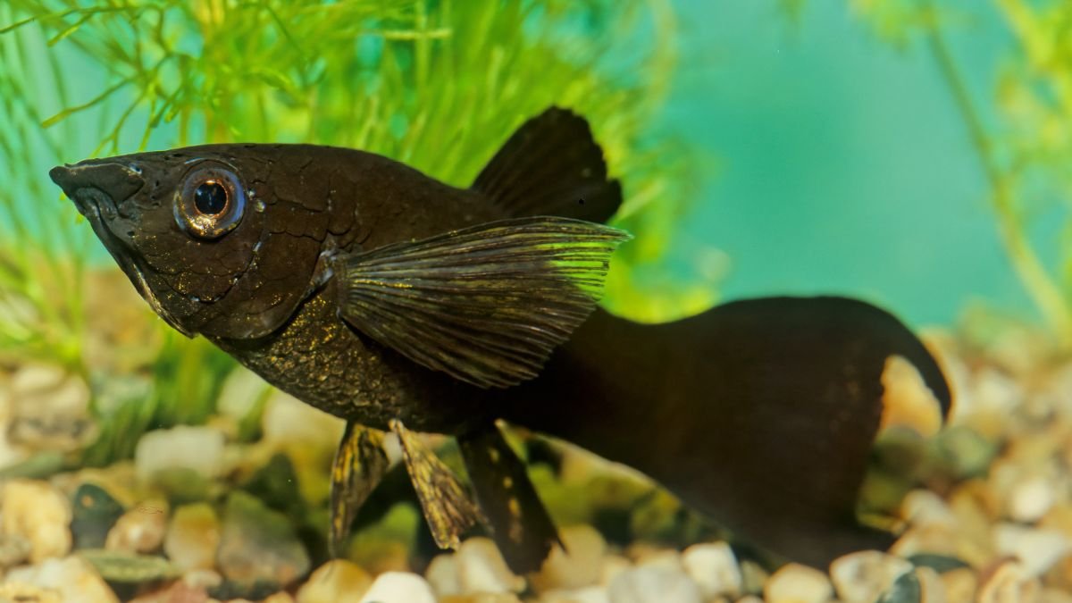 Peixe Molinésia Negra Molly Black