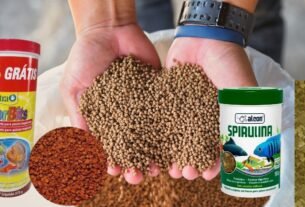 melhor ração para peixes de aquário tropicais