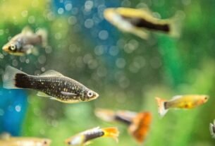 peixe molinésia Molly (Poecilia sphenops)