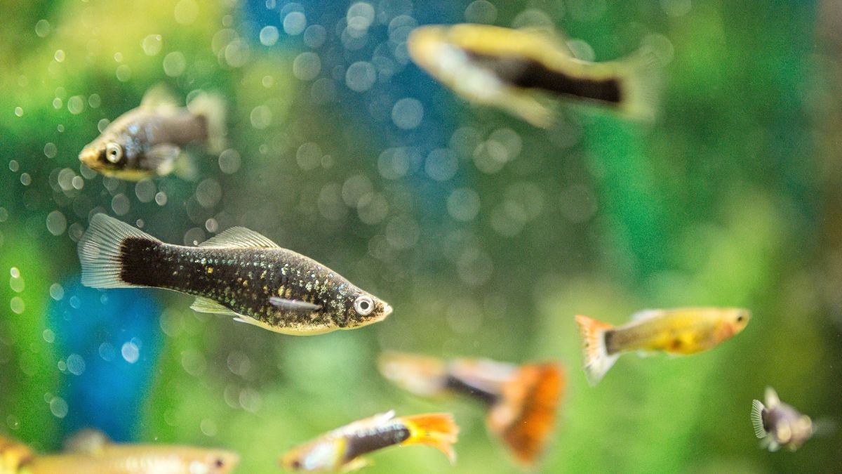 peixe molinésia Molly (Poecilia sphenops)