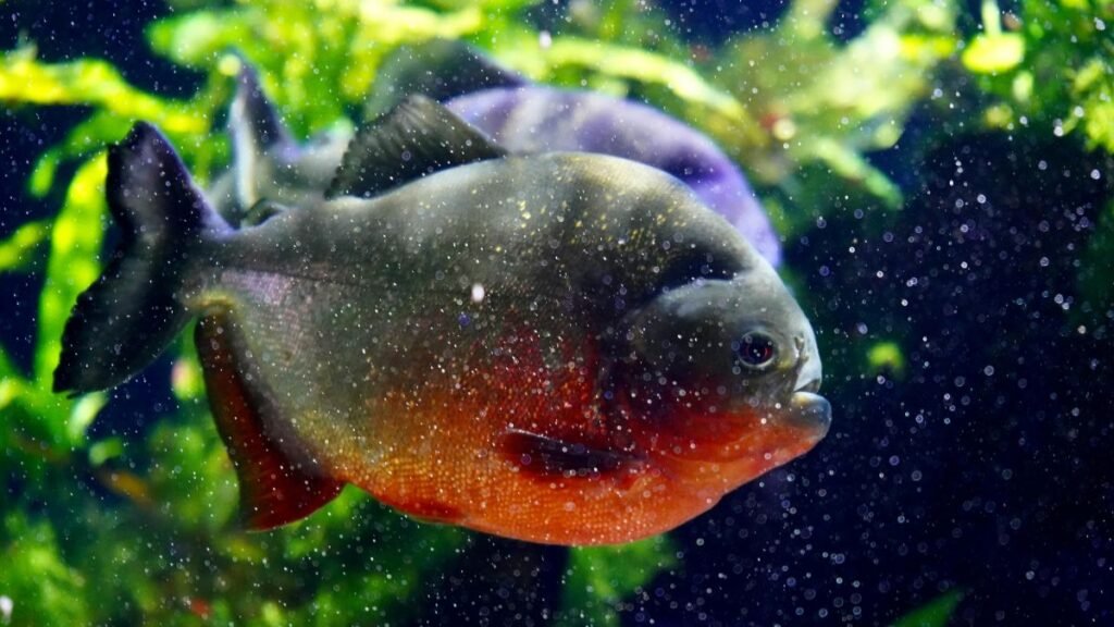 A piranha do papo vermelho pode ser criada em aquário