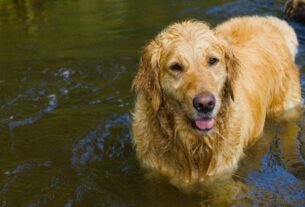 Cacharro Golden Retriever