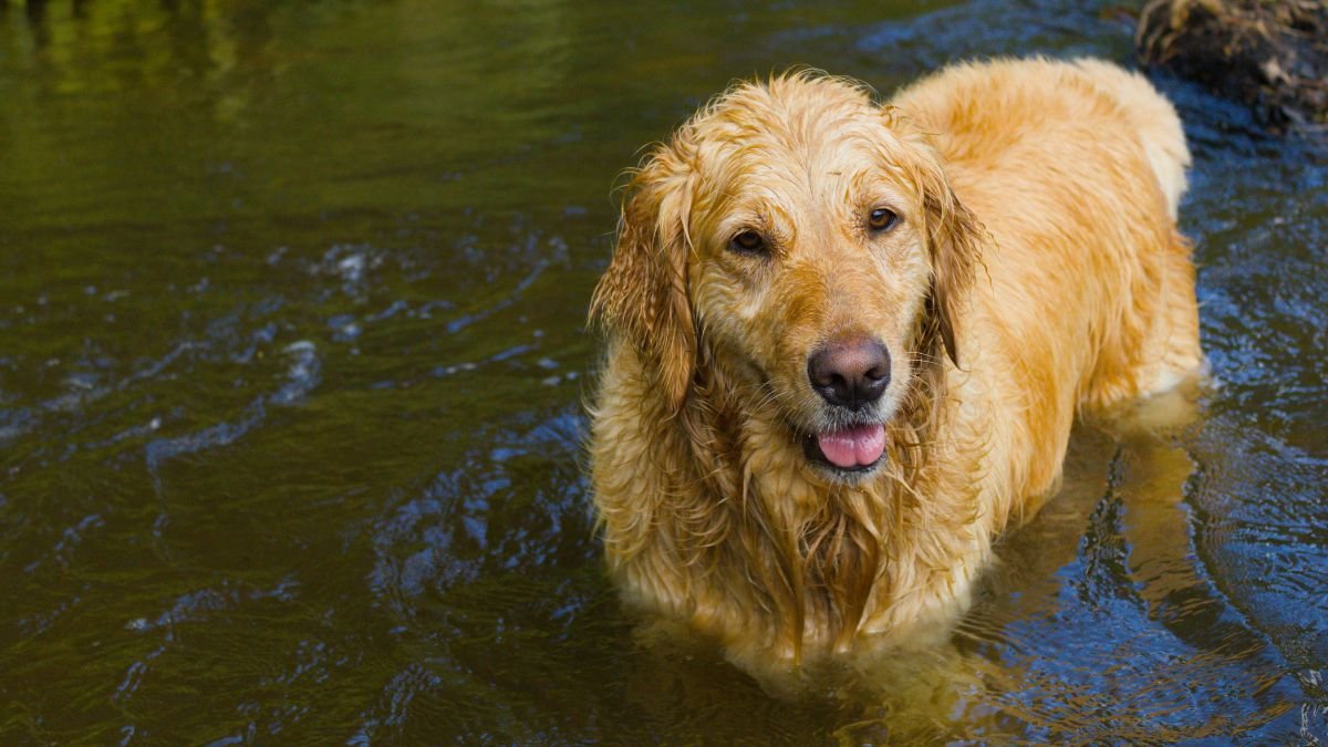 Cacharro Golden Retriever