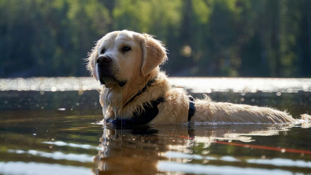 Cachorro golden retriever