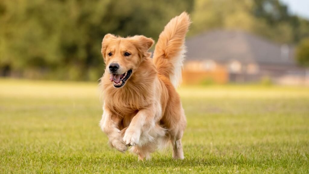 Cuidados essenciais com a raça golden retriver