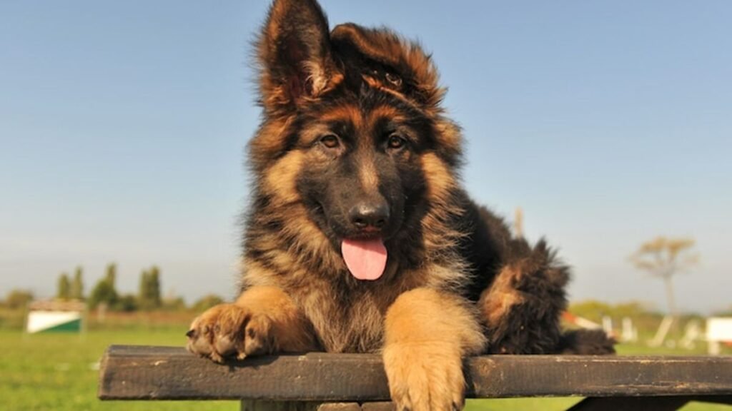 O pastor alemão é indicado para qualquer pessoa