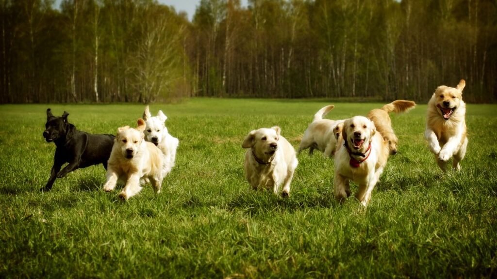 O que é o Golden Retriever