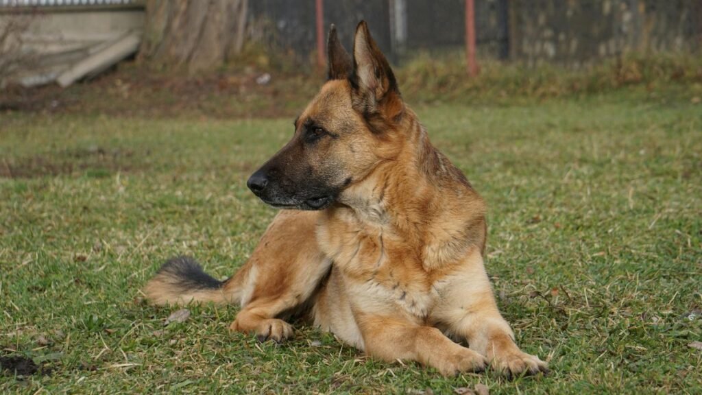 Pastor alemão é dócil ou agressivo