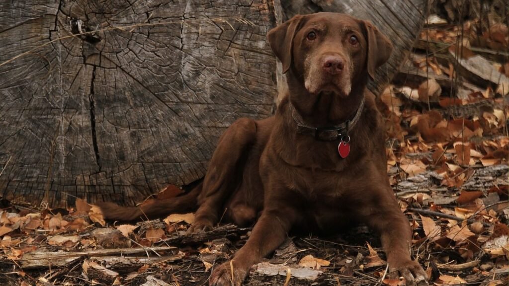 Raça labrador retriever é dócil