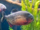 piranha do papo vermelho