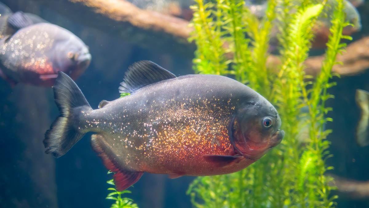 piranha do papo vermelho