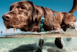 raça Labrador Retriever