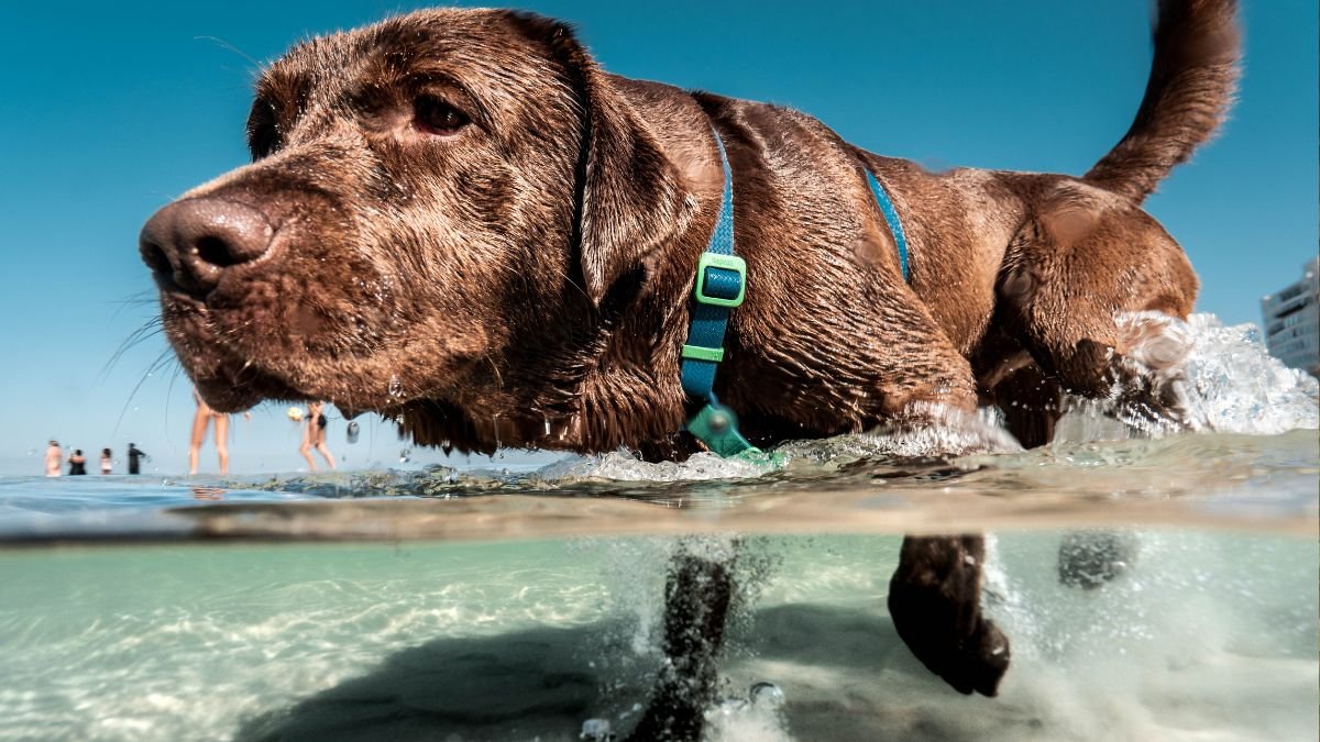 raça Labrador Retriever
