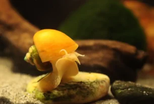 Ampulária