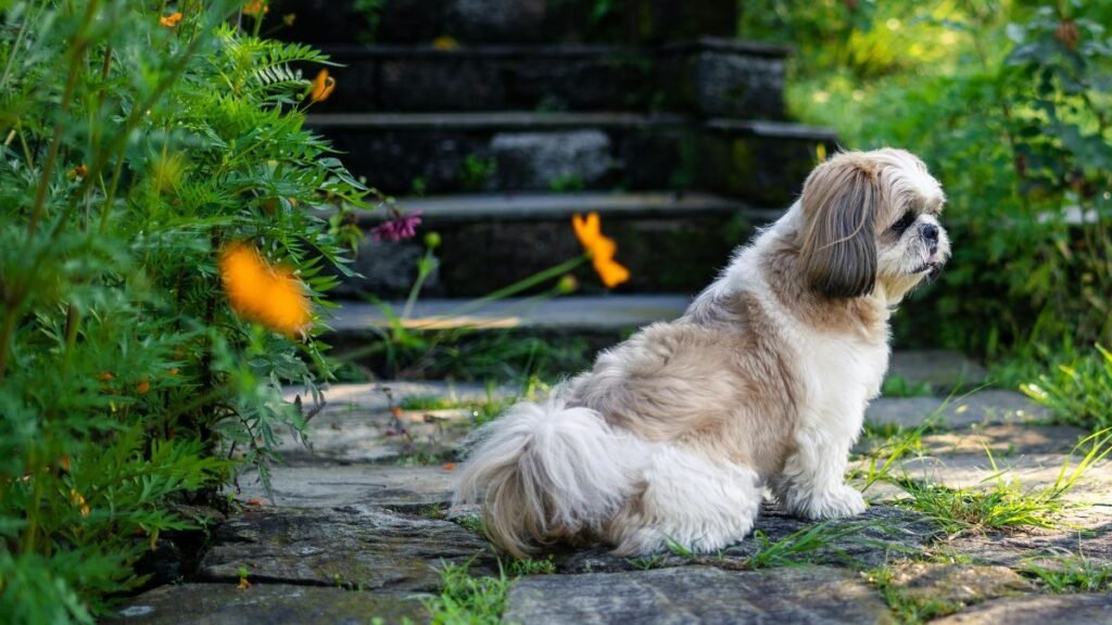 Cachorro Shih Tzu