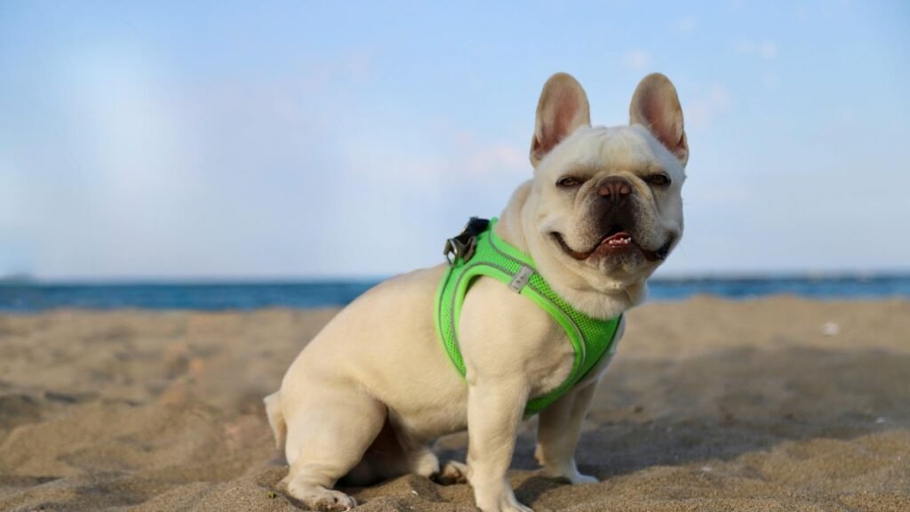 O Bulldog Francês é Ideal Para Apartamento