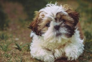 Origem e características do Cachorro Shih Tzu