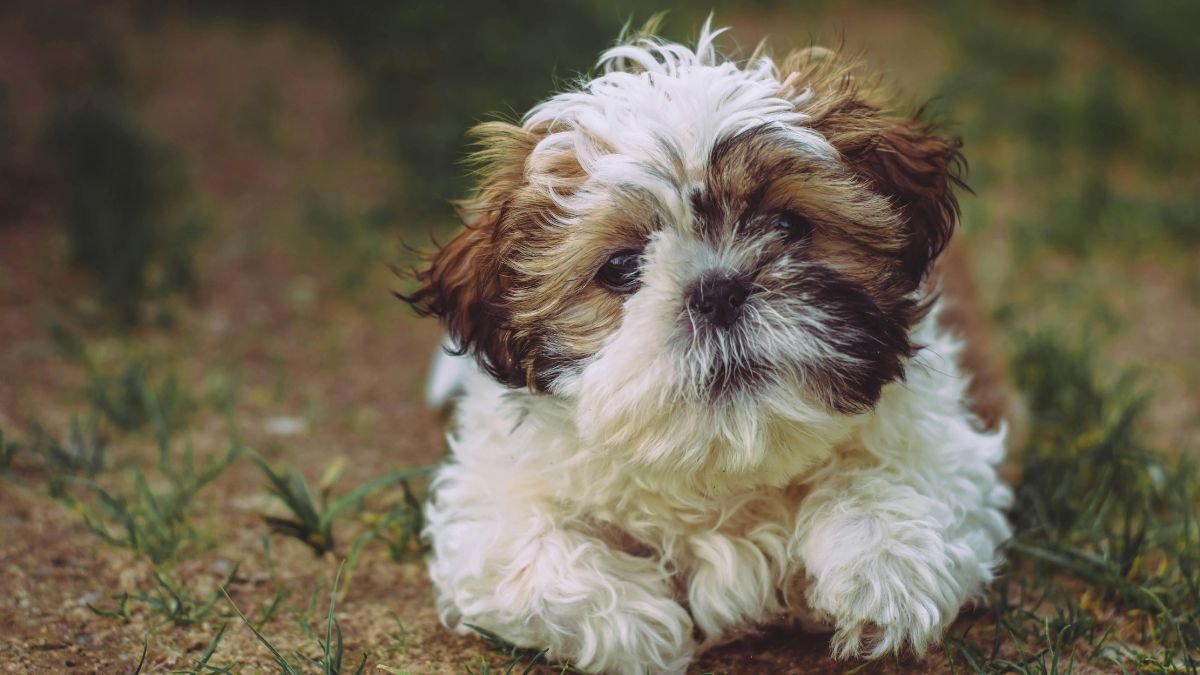 Origem e características do Cachorro Shih Tzu