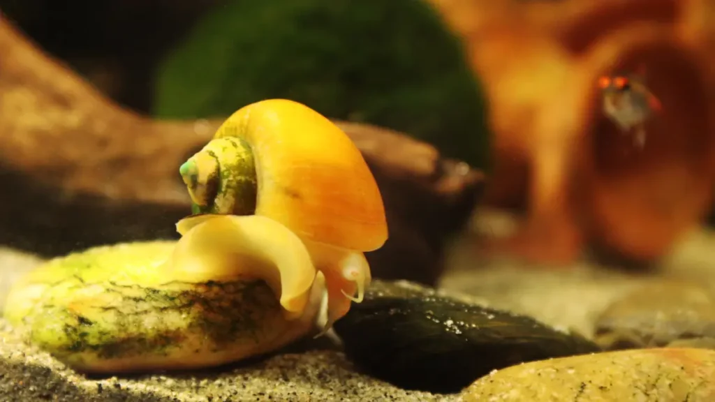 Para que serve a ampulária no aquário