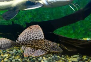 Peixe Cascudo Abacaxi Megalancistrus parananus