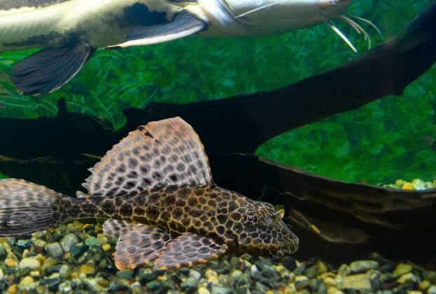 Peixe Cascudo Abacaxi Megalancistrus parananus