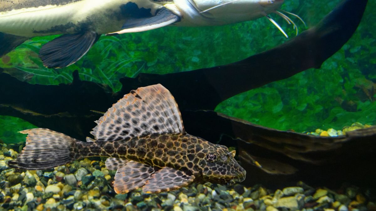 Peixe Cascudo Abacaxi Megalancistrus parananus