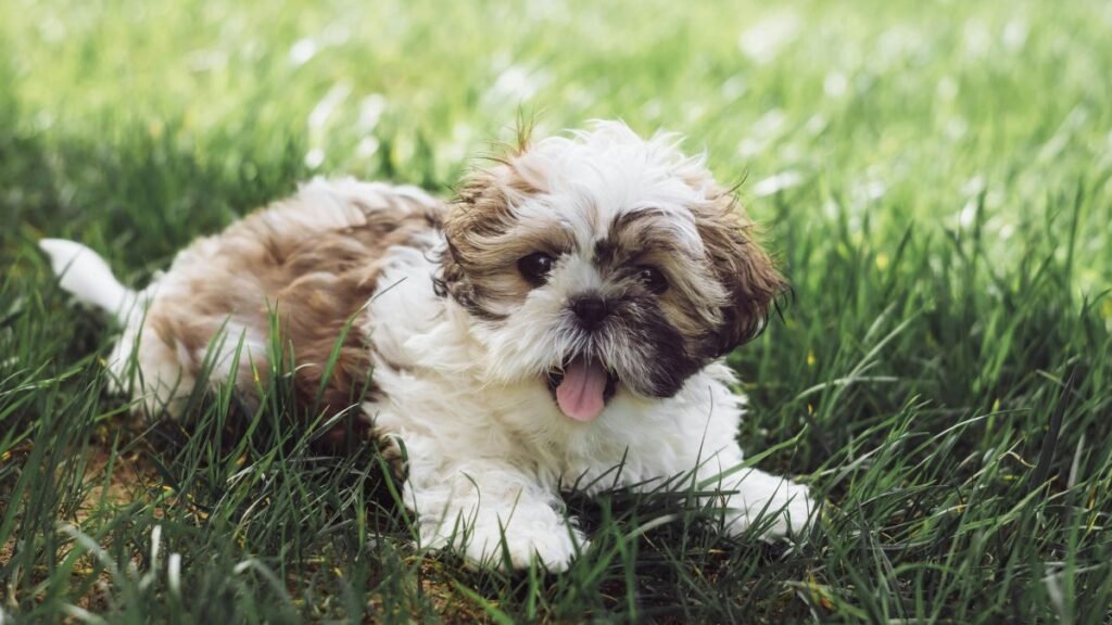 cachorro ShihTzu