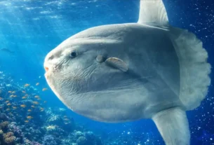 tudo sobre o peixe lua