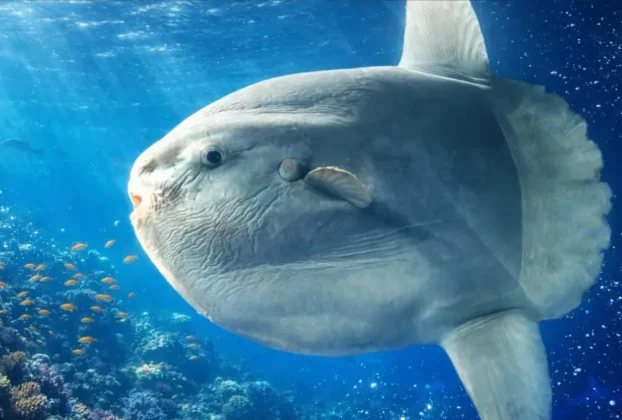 tudo sobre o peixe lua