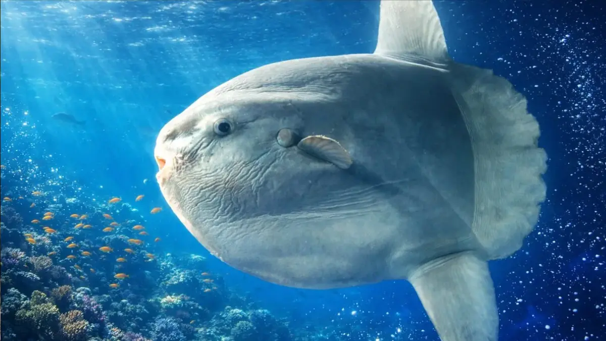 tudo sobre o peixe lua