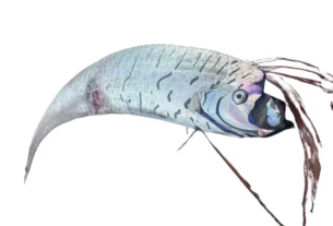 Peixe do Fim do Mundo