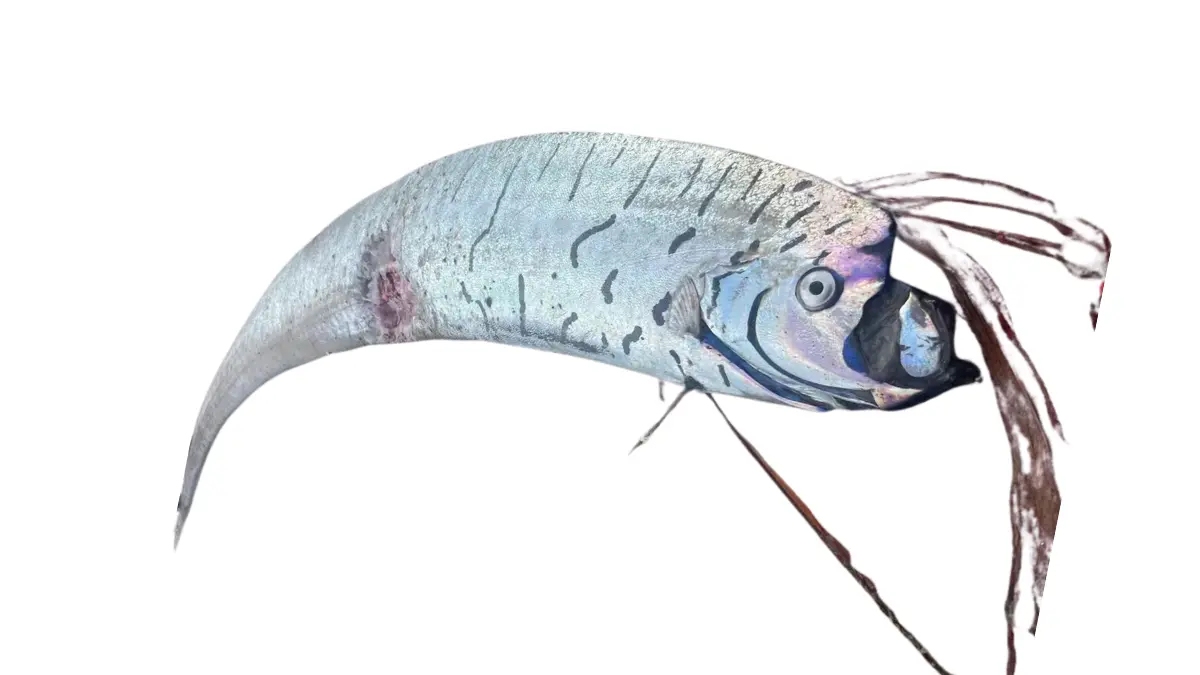 Peixe do Fim do Mundo