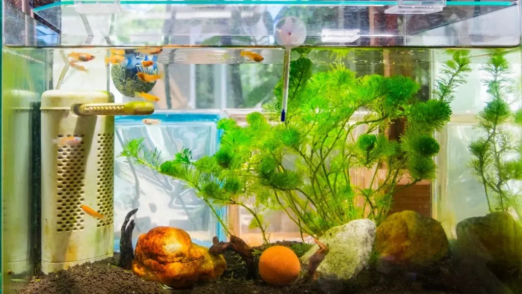 A solução duradoura sempre passa pelo equilíbrio biológico do aquário.