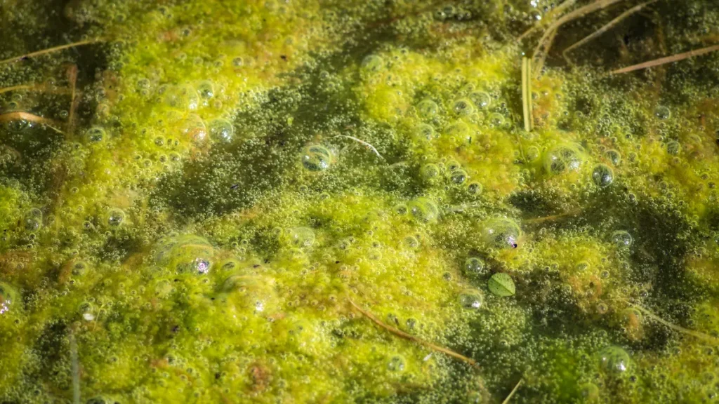 Algas Verdes no Vidro (Green Spot Algae)