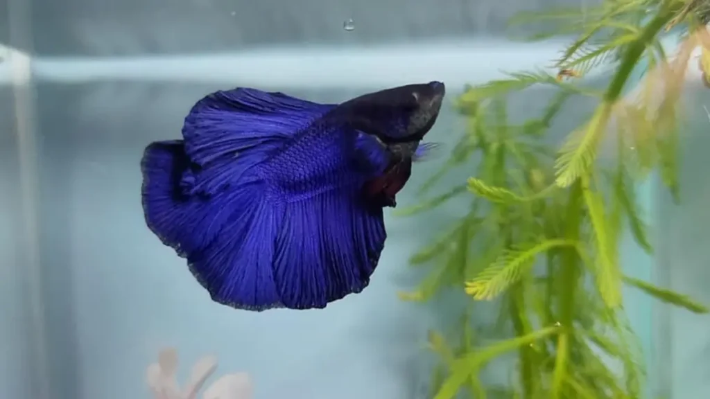 Betta em aquários pequenos