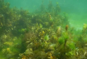 Como Acabar com as Algas do Aquário de Água Doce