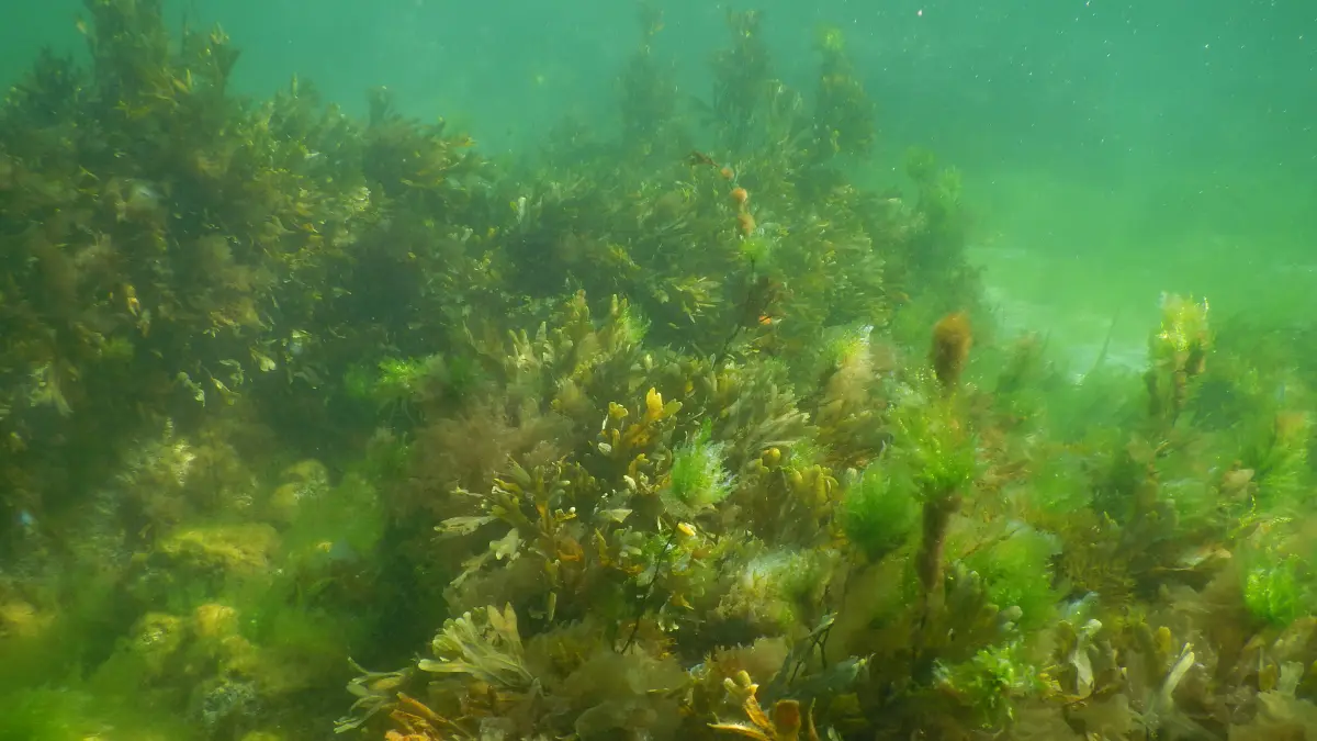 Como Acabar com as Algas do Aquário de Água Doce