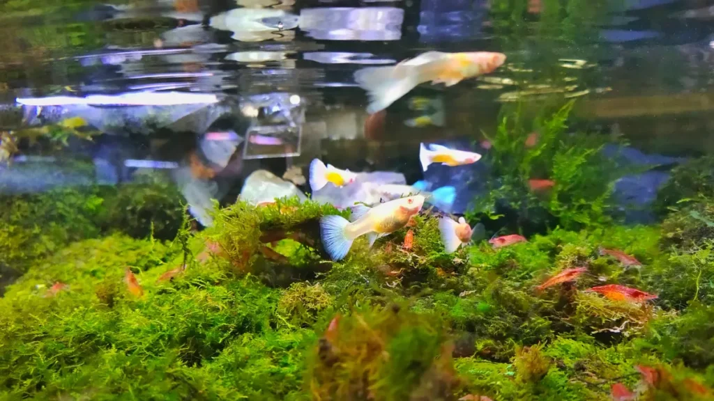 Experiência pessoal com guppies