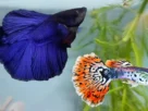 Peixe betta ou guppy qual é melhor para iniciantes hoje
