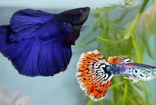 Peixe betta ou guppy qual é melhor para iniciantes hoje