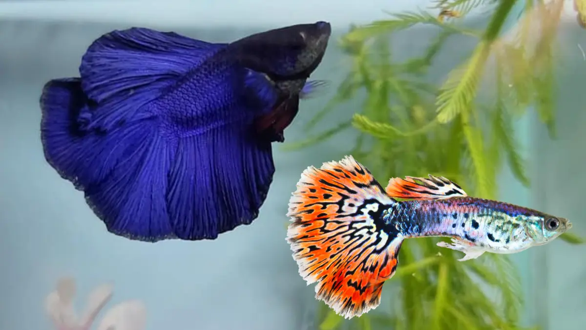 Peixe betta ou guppy qual é melhor para iniciantes hoje