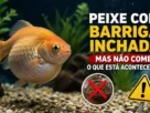 Peixe com barriga inchada mas não come