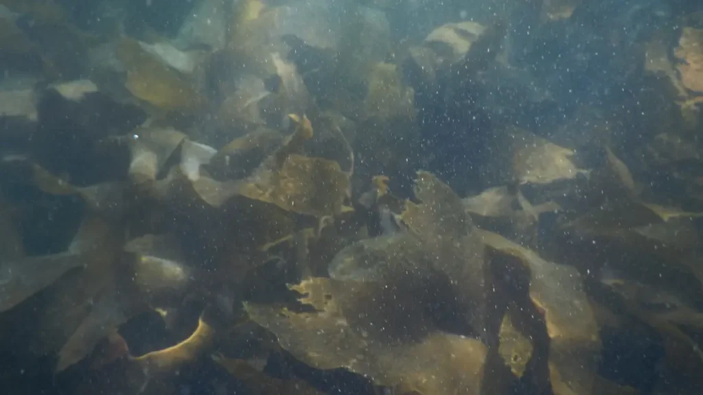 agua com algas Verdes Filamentosas