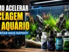 Como Acelerar Ciclagem do Aquário e Montar Mais Rápido