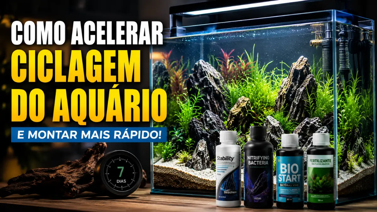 Como Acelerar Ciclagem do Aquário e Montar Mais Rápido