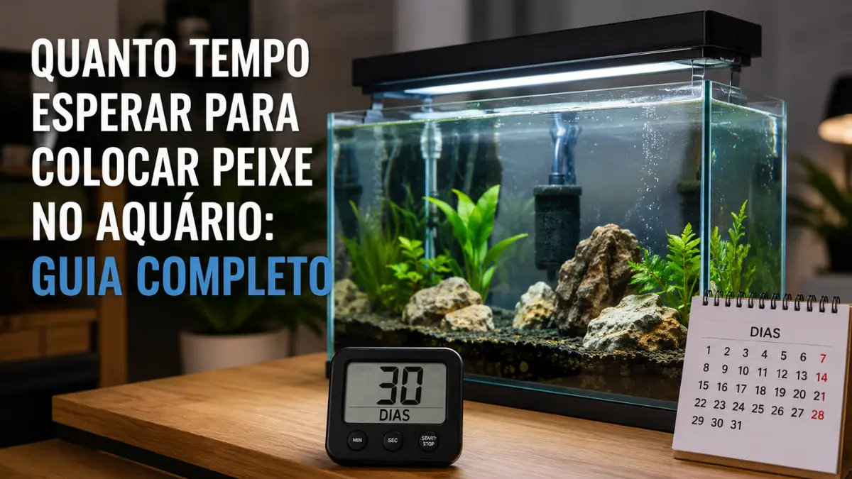Quanto tempo esperar para colocar peixe no aquário